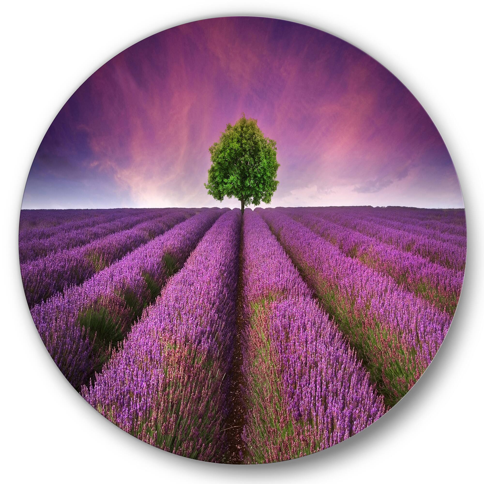 Designart - Stunning Lavender Field Summer Sunset With Tree
